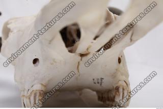 animal skull 0036